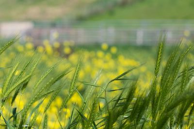 Close-up of yellow flowers growing in field
