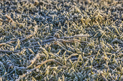 Hoarfrost on blades of grass on a sunny winter day