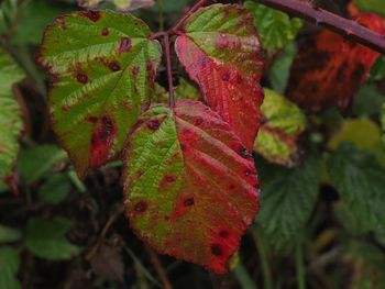 Close-up of leaves on plant during autumn