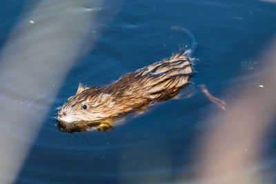 High angle view of turtle swimming in lake