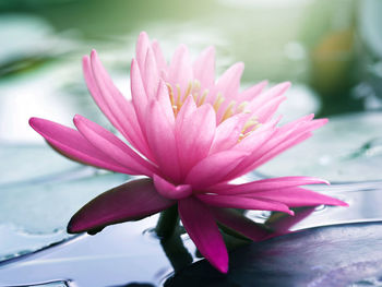 Close-up of pink water lily