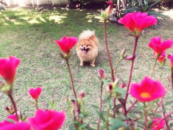 Portrait of pink flowers on field