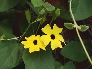 Close-up of yellow flowers blooming outdoors