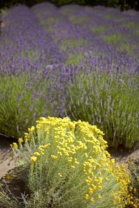 Close-up of yellow flowers blooming on field