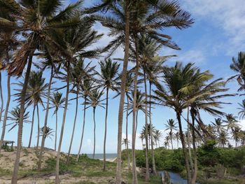 Palm trees on landscape against sky