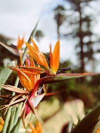 Close-up of orange flowering plant