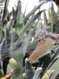 Close-up of spider on web