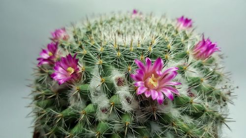 Close-up of pink cactus plant