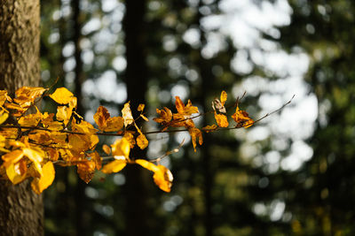 Close-up of yellow flowering plant against blurred background