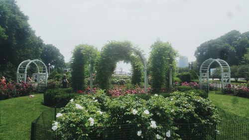 Plants growing in garden