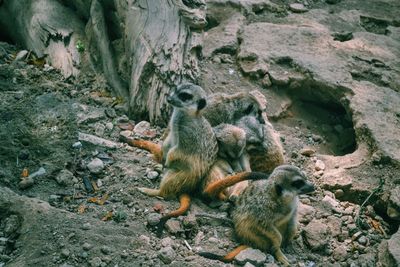 Meerkats at zoo