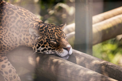 High angle view of leopard sleeping on wood