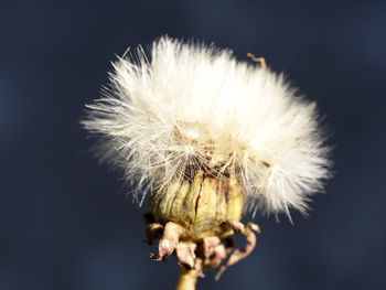 Close-up of dandelion flower