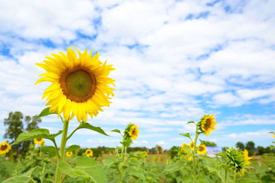 Close-up of yellow flowering plant on field against cloudy sky