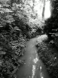 Plants and trees by water