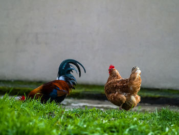 Close-up of rooster on field