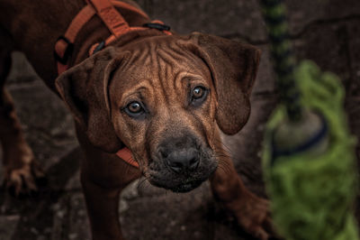 Close-up portrait of dog
