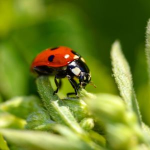 Close-up of ladybug on leaf