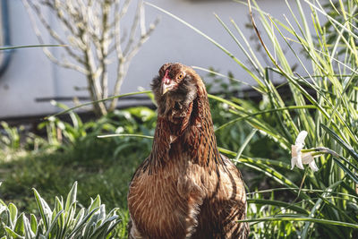 View of a bird on field