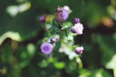 Close-up of purple flowering plant