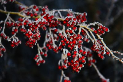 Close-up of red berries on tree