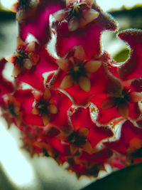 Close-up of red berries growing on plant