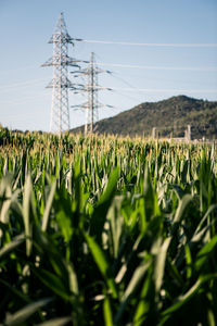 Scenic view of field against clear sky