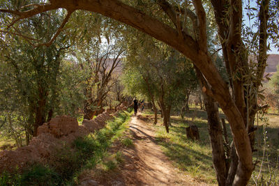 Footpath amidst trees in forest