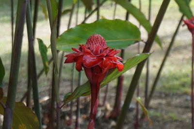 Close-up of red flower blooming outdoors