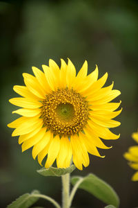 Close-up of yellow sunflower