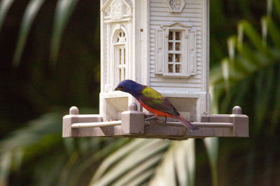 Male painted bunting passerina ciris bird on a bird feeder in naples, florida.