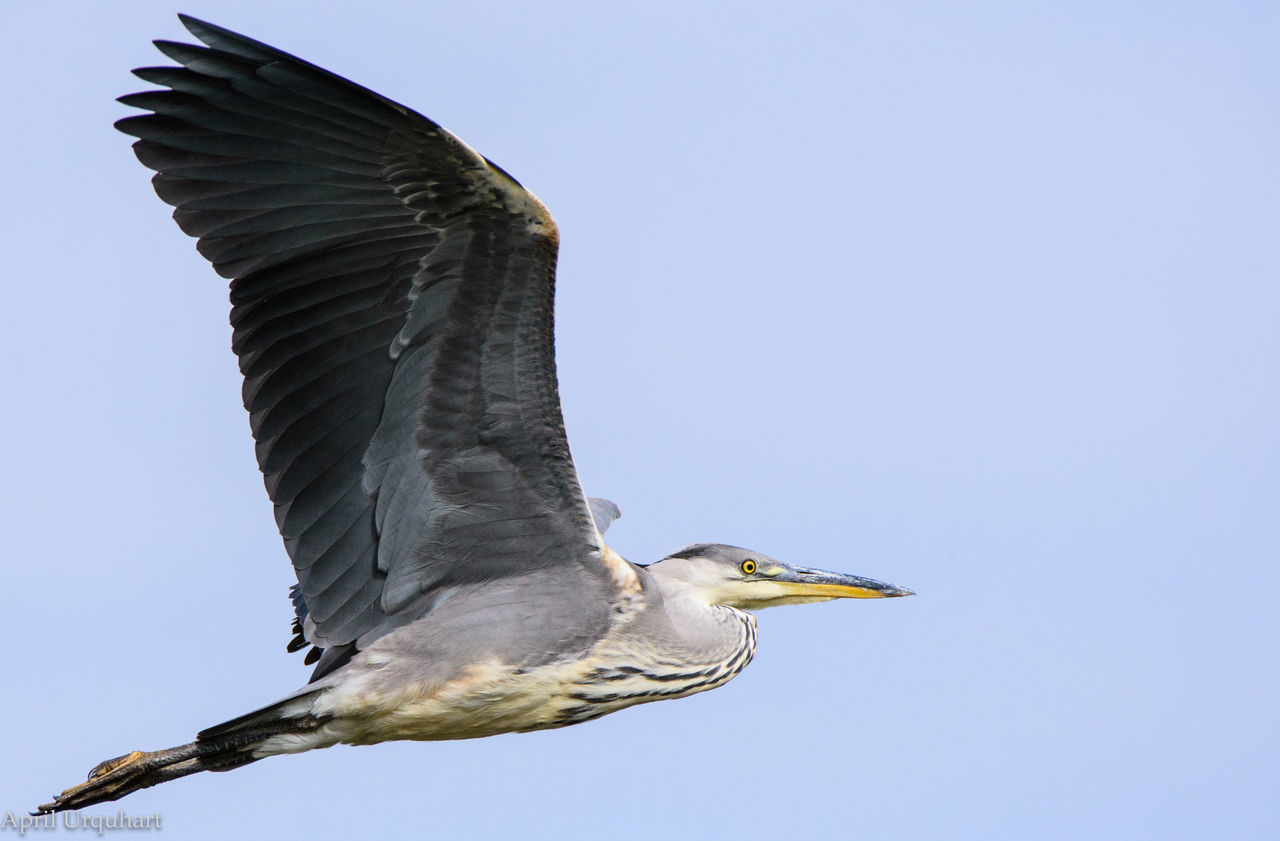 Water bird in flight