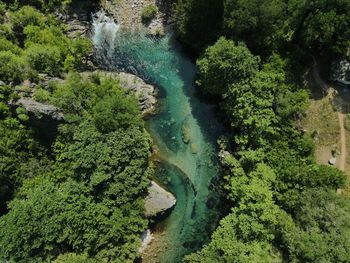 High angle view of plants and trees in forest