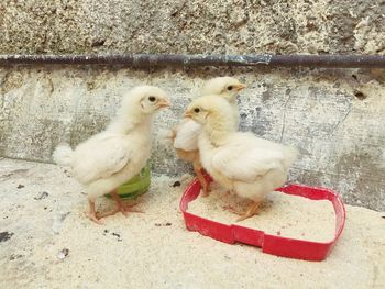 View of birds by the wall