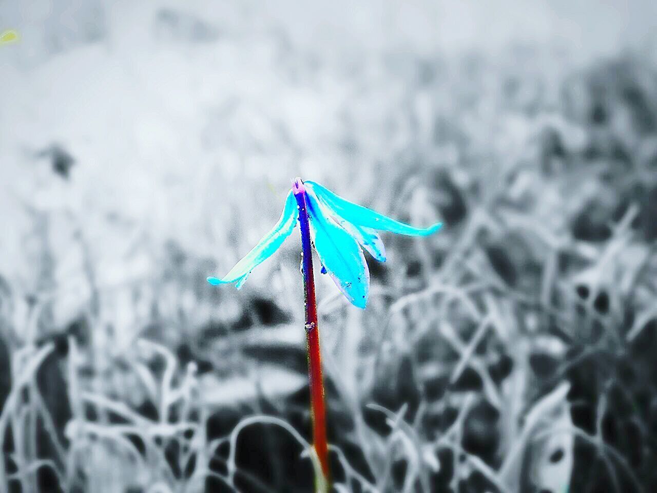 focus on foreground, blue, one animal, multi colored, close-up, nature, selective focus, insect, animal themes, day, beauty in nature, animals in the wild, outdoors, purple, plant, no people, wildlife, field, green color, fragility