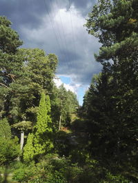 Trees against sky