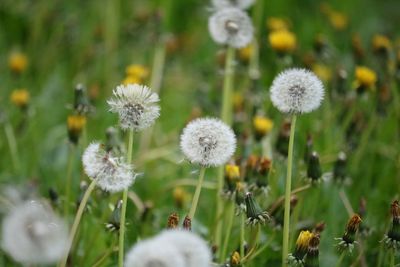 Close-up of white dandelion flowers on field