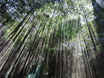 Low angle view of bamboo trees against sky