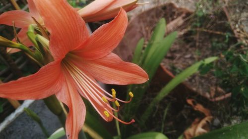 Close-up of day lily blooming outdoors
