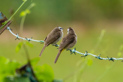 Close-up of bird perching on branch