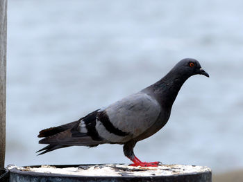 Close-up of seagull perching on a bird