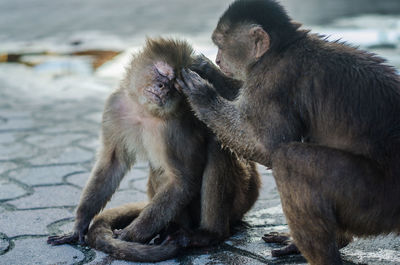 Close-up of monkey sitting outdoors