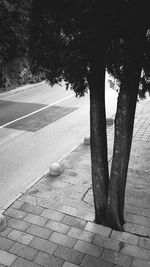 Shadow of trees on road