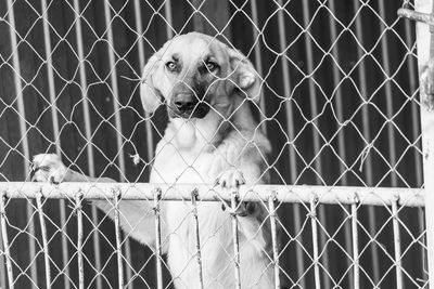 Portrait of dog on chainlink fence