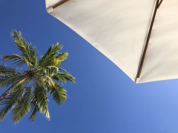 Low angle view of coconut palm tree against blue sky