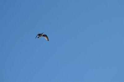 Low angle view of seagull flying in sky