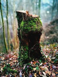 Close-up of tree trunk in forest