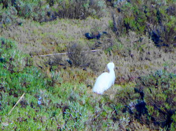 White bird perching on grass