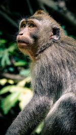 Close-up of gorilla sitting looking away in forest