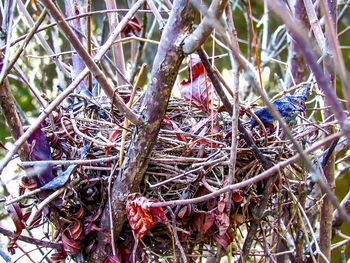 Close-up of dry branch